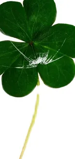 Green clover leaf on white background, perfect for wallpapers.