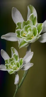 White and green flowers on an elegant mobile wallpaper.