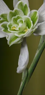 Elegant green and white flower wallpaper.