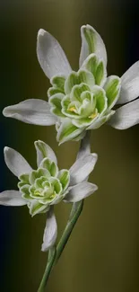 Elegant green flower on dark background.