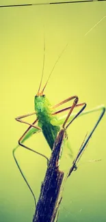 A vivid green insect perched elegantly on a twig against a soft green background.