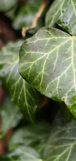 Close-up shot of dark green ivy leaves with intricate patterns.