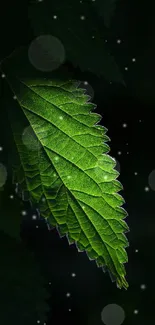 Sunlit green leaf with detailed texture in darkness.