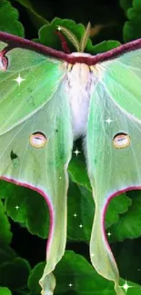 Elegant green moth on lush green leaves, showcasing nature's serene beauty.