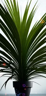 Elegant green plant in a pot, perfect for mobile wallpaper.