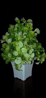 Lush green potted plant on a sleek black background.