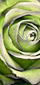 Elegant green rose with detailed petals, perfect for mobile wallpaper.