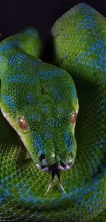 Close-up of a green snake with intricate scales and vivid colors on a dark background.