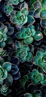 Green rosette succulent wallpaper with lush patterns.