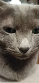 A close-up of an elegant grey cat with striking green eyes.