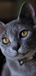 Grey cat with yellow eyes on a dark background.