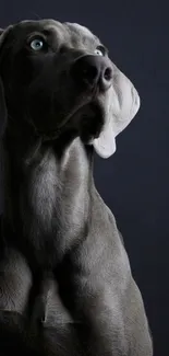 Elegant grey dog on dark background for mobile wallpaper.