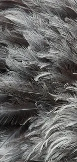 Elegant grey feather texture wallpaper for mobile background.