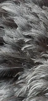 Detailed grey feather mobile wallpaper with soft textures and intricate patterns.