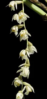 Delicate white orchids on a black background.