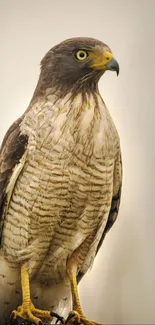 Elegant hawk perched on a post with a soft beige background.