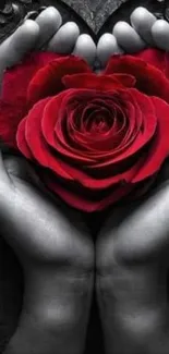 Heart-shaped red rose held in hands on a mobile wallpaper.