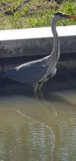 Elegant heron standing by a calm lakeside with peaceful reflections.