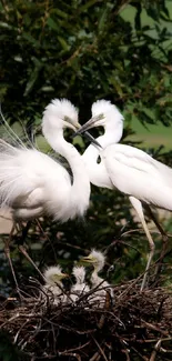 Two elegant herons nesting amidst lush green foliage.