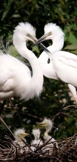 Elegant herons on a branch in a green natural setting.