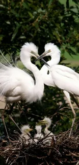 White herons nesting in lush green foliage.