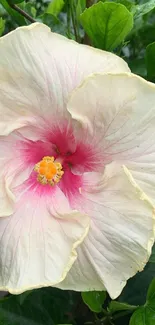 Beautiful white hibiscus with green leaves background.