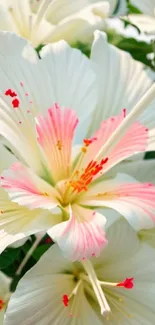 Elegant hibiscus flower with white and pink petals.