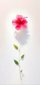 Pink hibiscus flower with leaves on a light background.