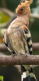 Majestic hoopoe bird perched on branch, elegantly displayed.