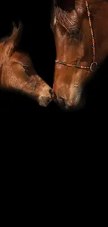 Elegant horse and foal on black background.