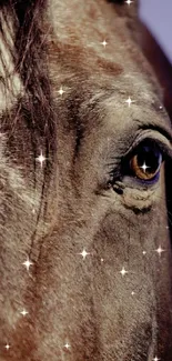 Close-up of a brown horse's face with sharp focus on the eye.