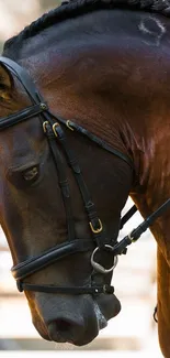 Close-up of an elegant horse with braided mane in a dark brown hue.