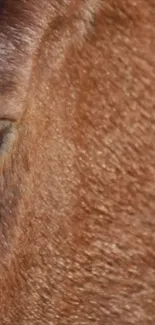 Close-up of a horse eye with detailed brown texture.