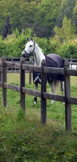 Elegant white horse in a green pasture surrounded by fences.