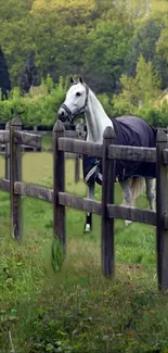 Majestic horse in a lush green pasture behind a wooden fence.