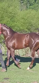 Glossy brown horse walking in a green pasture.