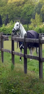 Elegant white horse in a green pasture with wooden fence.