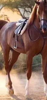 Beautiful horse standing in warm sunlight, showcasing nature's elegance.