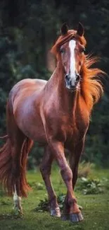 Elegant horse in a lush green forest setting.