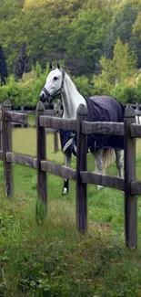 Majestic white horse standing in green pasture near a wooden fence.