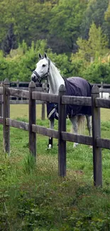 A majestic white horse standing in a lush green field behind a wooden fence.