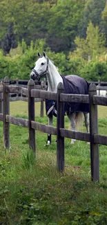 White horse in a green meadow by a rustic wooden fence.