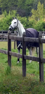 White horse standing in a green pasture behind a wooden fence.