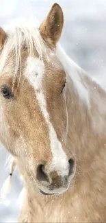 Elegant beige horse in snowy winter landscape wallpaper.