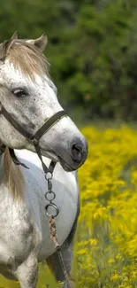 Majestic white horse in yellow flower field.