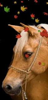 Elegant horse portrait with black background and intricate bridle design.