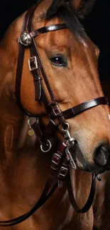 Elegant horse portrait with dark brown tones and a polished bridle.