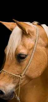 Elegantly bridled golden horse portrait on black background.