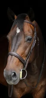 Portrait of a majestic brown horse against a dark background.