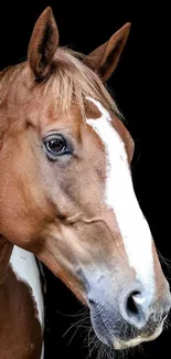 Portrait of a majestic brown horse against a black background.